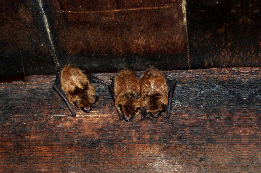 Wildlife Removal Dayton Ohio photo of bats clinging to side of a wall in a dayton ohio attic.