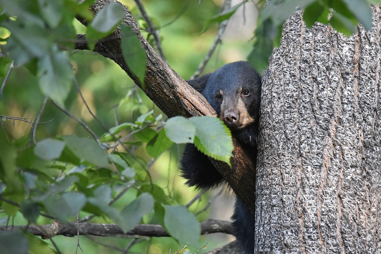 Black Bears in Ohio. Thanks to U.S. Fish and Wildlife Service - Midwest Region, Public domain, via Wikimedia Commons.