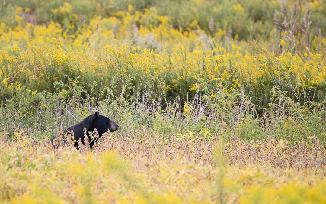 Black Bears – Current and Recent Wildlife Issues in Dayton, Ohio Region