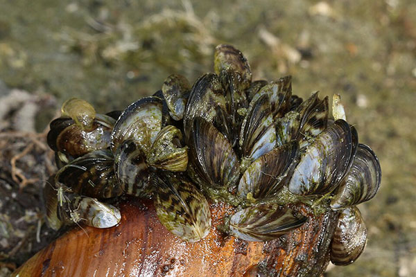 Zebra Mussels. Thanks to Holger Krisp via Wikimedia Commons