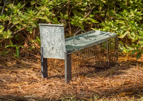 Pest and rodent removal cage